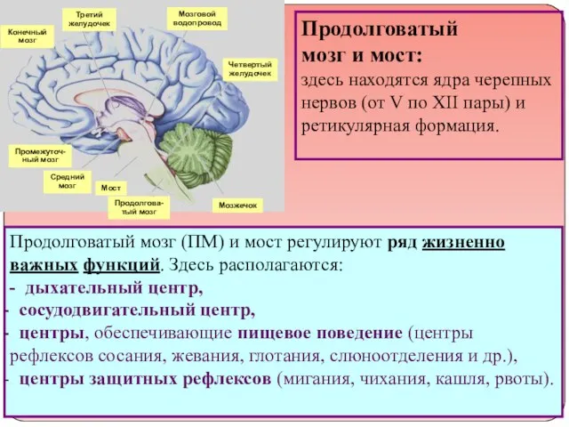 Конечный мозг Третий желудочек Мозговой водопровод Четвертый желудочек Мозжечок Промежуточ- ный