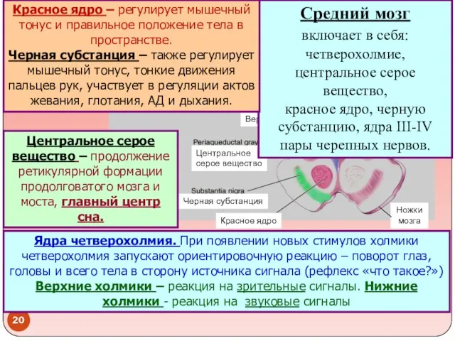 Верхние холмики Мозговой водопровод Центральное серое вещество Черная субстанция Красное ядро