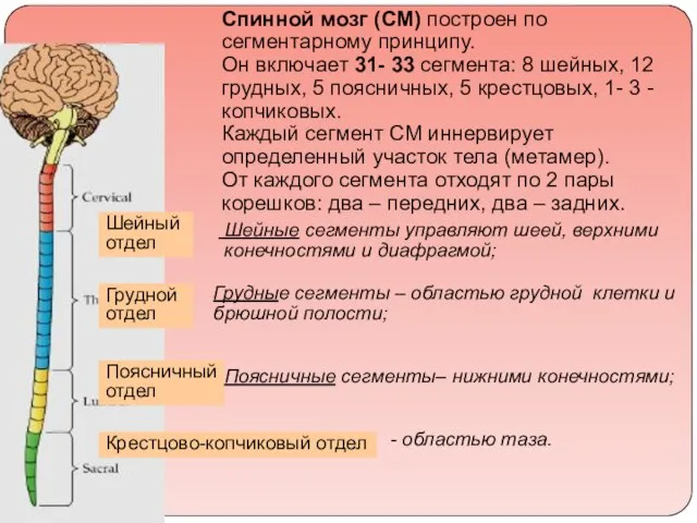 Спинной мозг (СМ) построен по сегментарному принципу. Он включает 31- 33