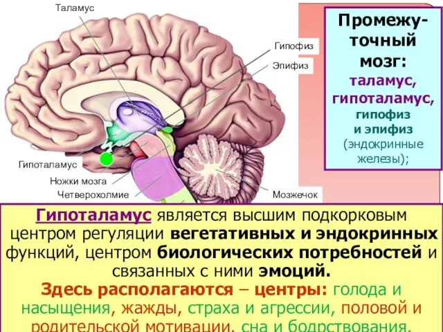 Таламус Гипоталамус Ножки мозга Четверохолмие Мост Продолговатый мозг Мозжечок Эпифиз Таламус