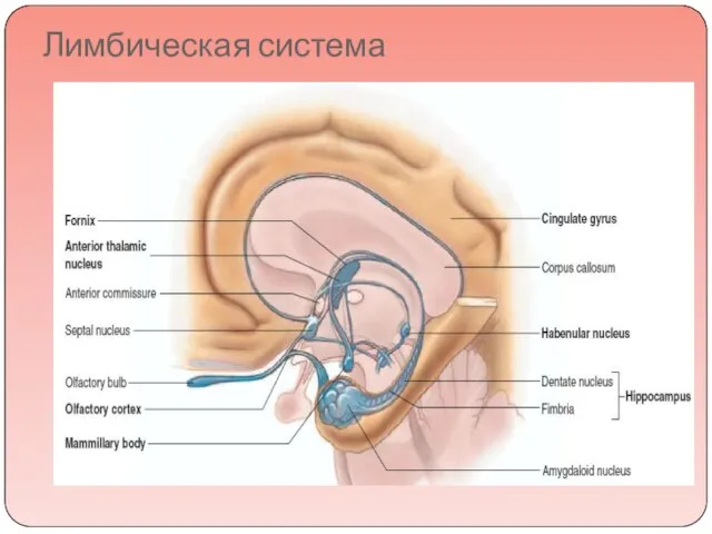 Лимбическая система