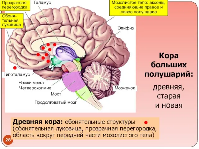 Таламус Гипоталамус Ножки мозга Четверохолмие Мост Продолговатый мозг Мозжечок Эпифиз Кора