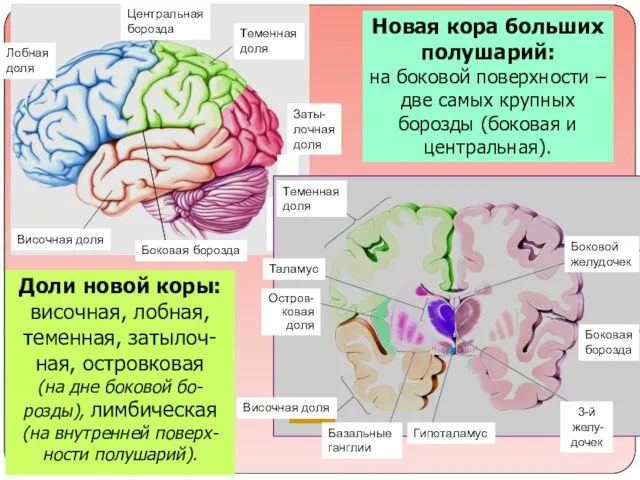 Новая кора больших полушарий: на боковой поверхности – две самых крупных