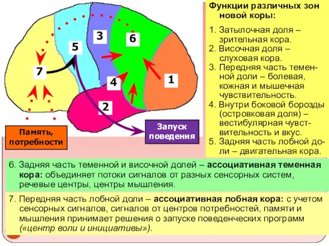 Функции различных зон новой коры: 1. Затылочная доля – зрительная кора.