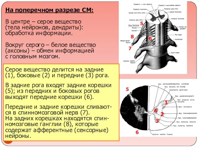 На поперечном разрезе СМ: В центре – серое вещество (тела нейронов,