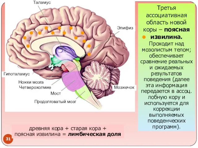Таламус Гипоталамус Ножки мозга Четверохолмие Мост Продолговатый мозг Мозжечок Эпифиз Третья