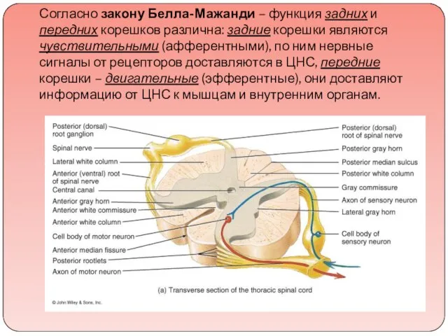 Согласно закону Белла-Мажанди – функция задних и передних корешков различна: задние