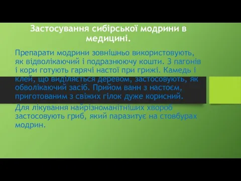 Застосування сибірської модрини в медицині. Препарати модрини зовнішньо використовують, як відволікаючий