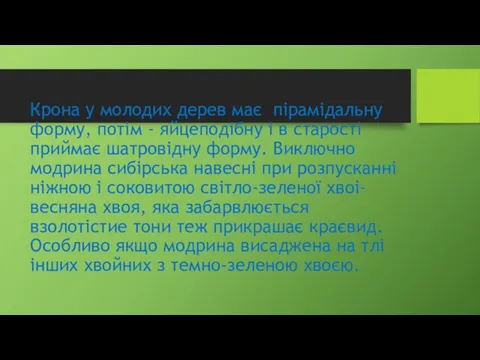 Крона у молодих дерев має пірамідальну форму, потім - яйцеподібну і