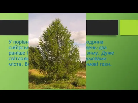 У порівнянні з іншими видами модрина сибірська розпускається на тиждень-два раніше