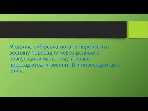 Модрина сибірська погано переносить весняну пересадку через раннього розпускання хвої, тому