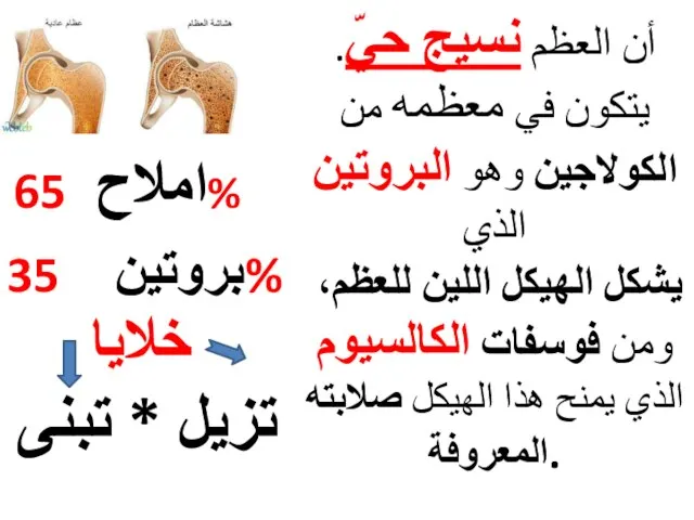 أن العظم نسيج حيّ. يتكون في معظمه من الكولاجين وهو البروتين