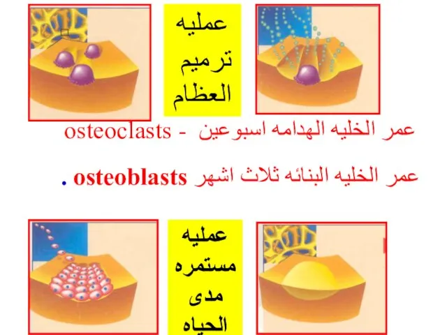 osteoclasts - عمر الخليه الهدامه اسبوعين . osteoblasts عمر الخليه البنائه