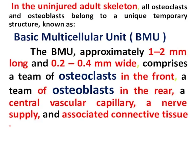 In the uninjured adult skeleton, all osteoclasts and osteoblasts belong to