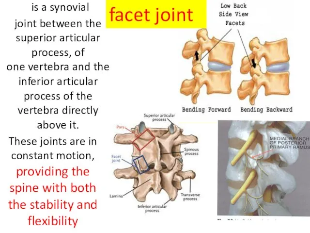 is a synovial joint between the superior articular process, of one