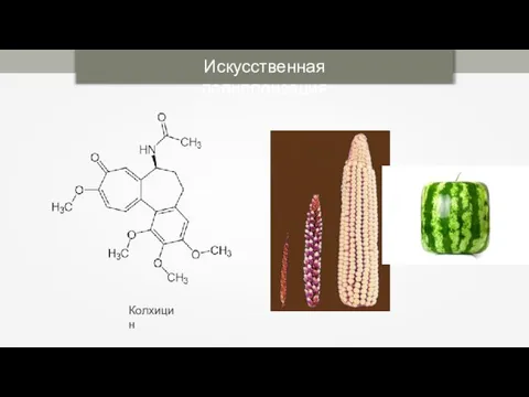 Колхицин Искусственная полиплоизация