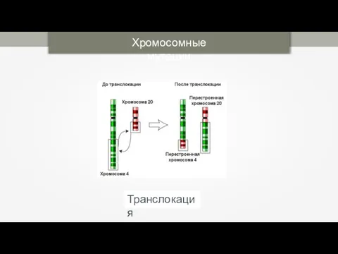 Хромосомные мутации Транслокация