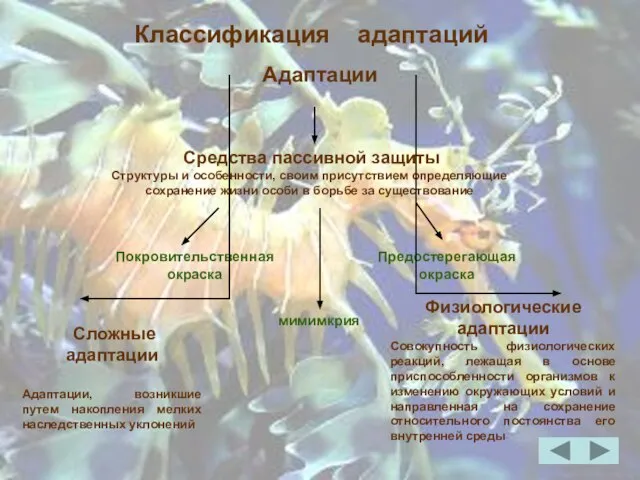 Покровительственная окраска мимимкрия Классификация адаптаций Средства пассивной защиты Структуры и особенности,