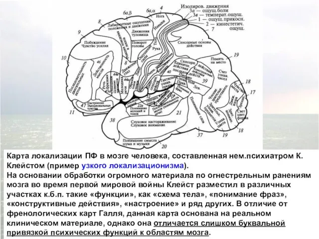 Карта локализации ПФ в мозге человека, составленная нем.психиатром К.Клейстом (пример узкого