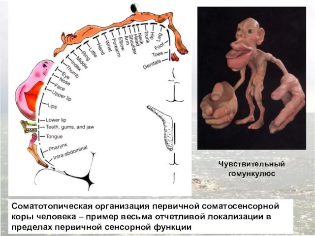 Соматотопическая организация первичной соматосенсорной коры человека – пример весьма отчетливой локализации