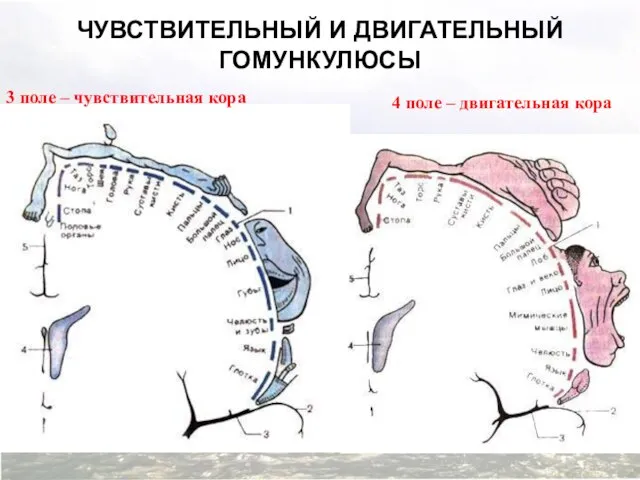 ЧУВСТВИТЕЛЬНЫЙ И ДВИГАТЕЛЬНЫЙ ГОМУНКУЛЮСЫ