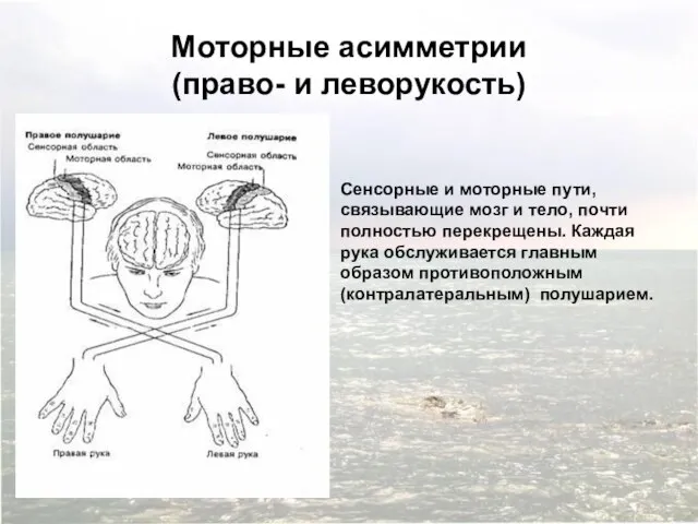 Моторные асимметрии (право- и леворукость) Сенсорные и моторные пути, связывающие мозг