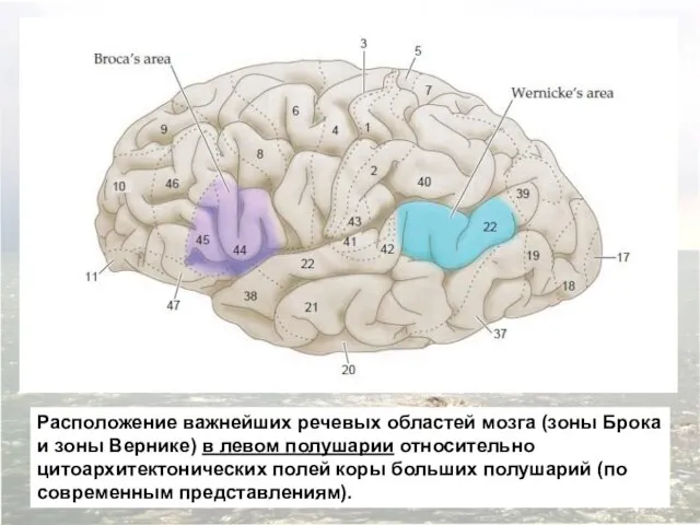 Расположение важнейших речевых областей мозга (зоны Брока и зоны Вернике) в