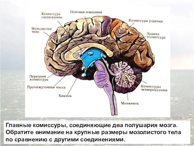 Главные комиссуры, соединяющие два полушария мозга. Обратите внимание на крупные размеры