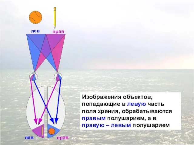Изображения объектов, попадающие в левую часть поля зрения, обрабатываются правым полушарием,