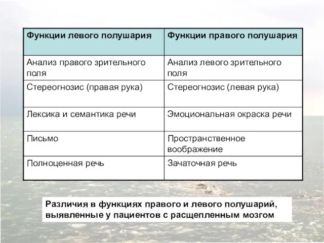 Различия в функциях правого и левого полушарий, выявленные у пациентов с расщепленным мозгом