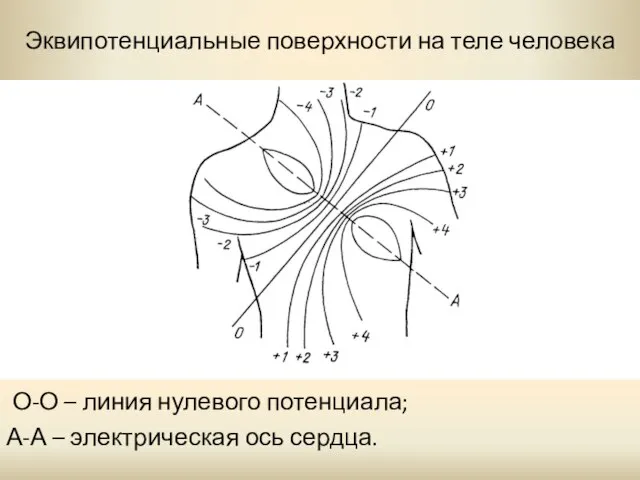 Эквипотенциальные поверхности на теле человека О-О – линия нулевого потенциала; А-А – электрическая ось сердца.