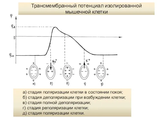 а) стадия поляризации клетки в состоянии покоя; б) стадия деполяризации при