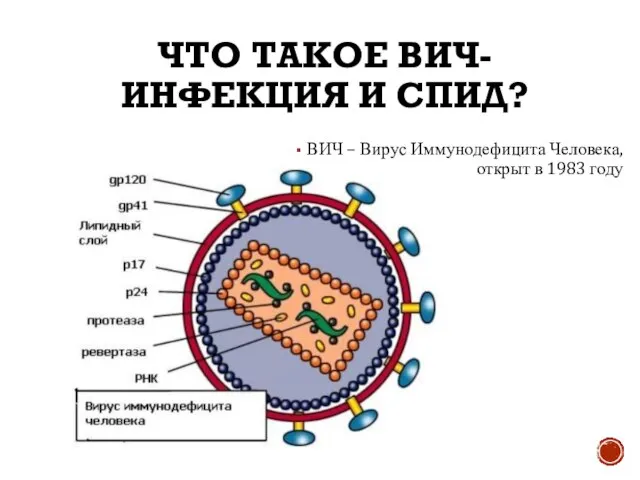 ЧТО ТАКОЕ ВИЧ-ИНФЕКЦИЯ И СПИД? ВИЧ – Вирус Иммунодефицита Человека, открыт в 1983 году