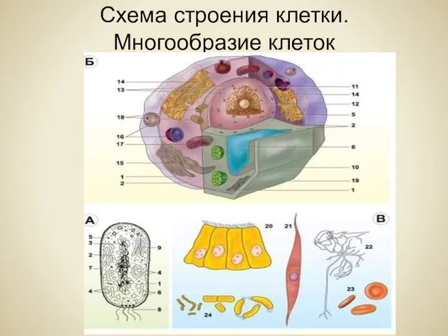 Схема строения клетки. Многообразие клеток