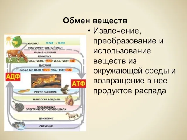 Обмен веществ Извлечение, преобразование и использование веществ из окружающей среды и возвращение в нее продуктов распада