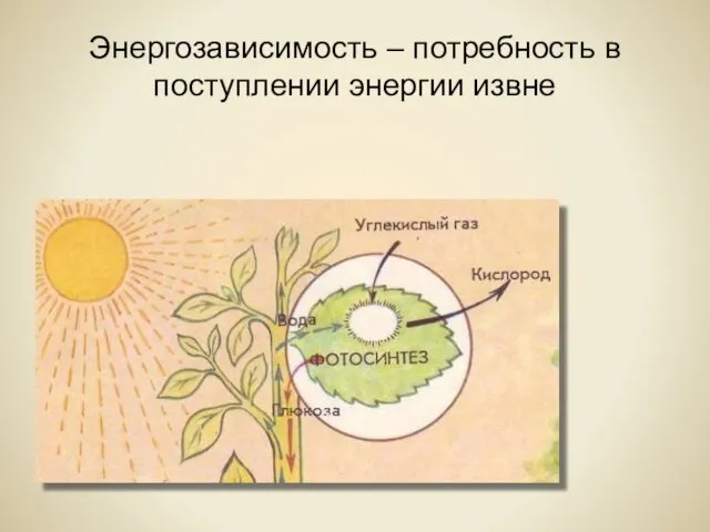 Энергозависимость – потребность в поступлении энергии извне