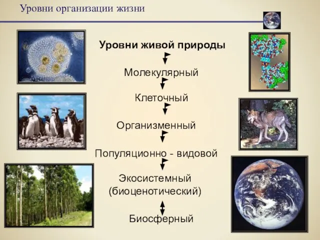 Уровни организации жизни Уровни живой природы Клеточный Организменный Популяционно - видовой Экосистемный (биоценотический) Биосферный Молекулярный