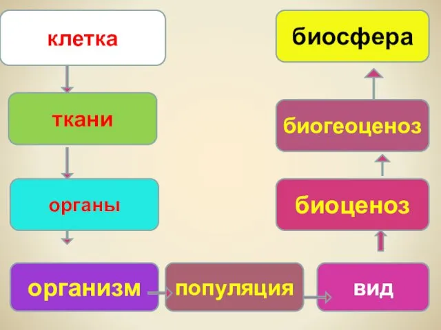 клетка органы популяция вид организм ткани биоценоз биогеоценоз биосфера