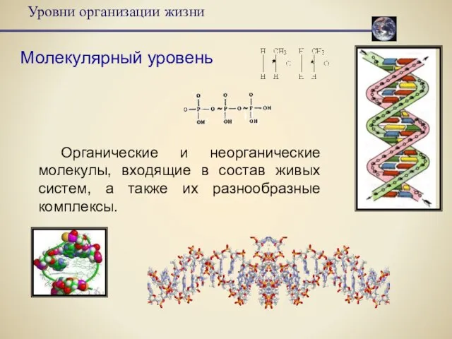 Уровни организации жизни Молекулярный уровень Органические и неорганические молекулы, входящие в