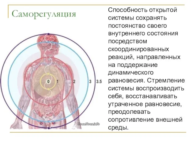 Способность открытой системы сохранять постоянство своего внутреннего состояния посредством скоординированных реакций,