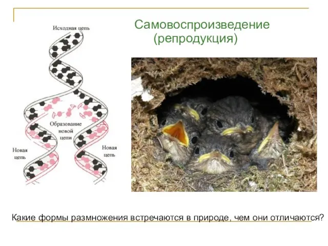 Самовоспроизведение (репродукция) Какие формы размножения встречаются в природе, чем они отличаются?