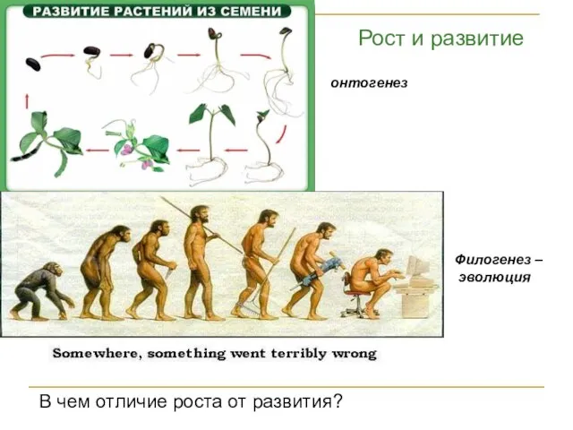 Рост и развитие Филогенез – эволюция онтогенез В чем отличие роста от развития?