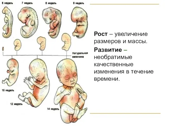 Рост – увеличение размеров и массы. Развитие – необратимые качественные изменения в течение времени.