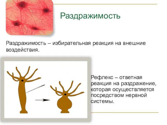 Раздражимость – избирательная реакция на внешние воздействия. Рефлекс – ответная реакция