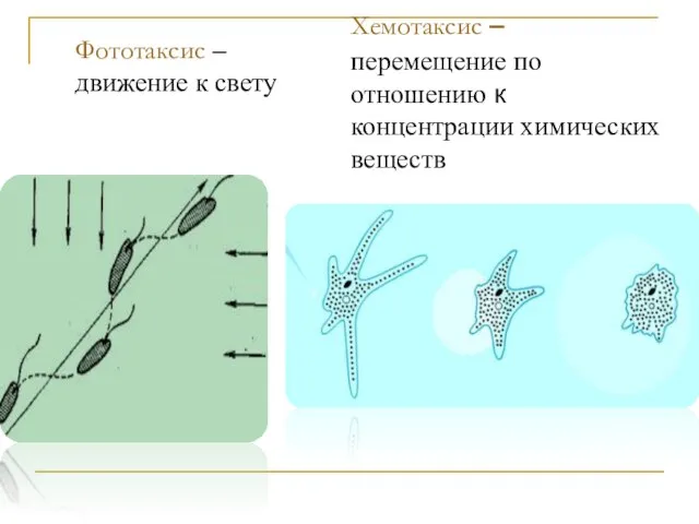 Фототаксис – движение к свету Хемотаксис – перемещение по отношению к концентрации химических веществ