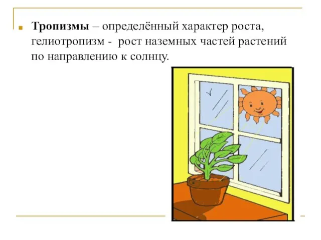 Тропизмы – определённый характер роста, гелиотропизм - рост наземных частей растений по направлению к солнцу.