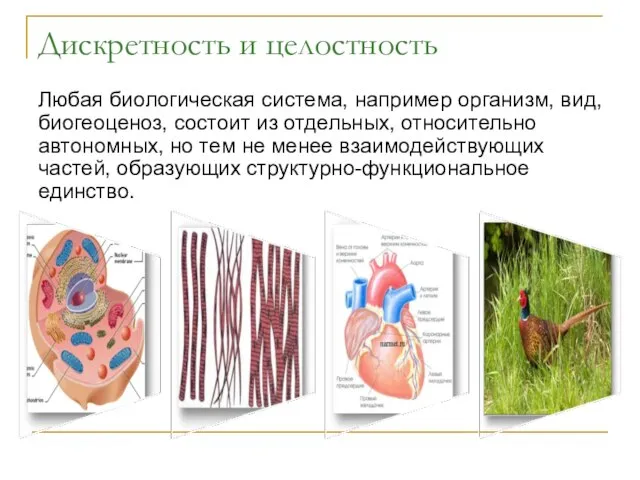 Любая биологическая система, например организм, вид, биогеоценоз, состоит из отдельных, относительно