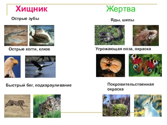 Хищник Жертва Острые когти, клюв Острые зубы Быстрый бег, подкарауливание Яды,