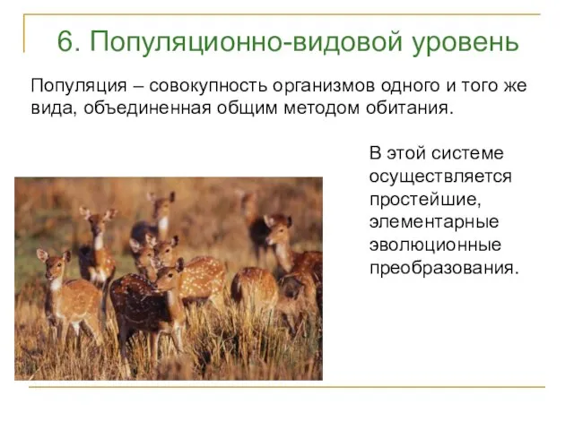 6. Популяционно-видовой уровень Популяция – совокупность организмов одного и того же