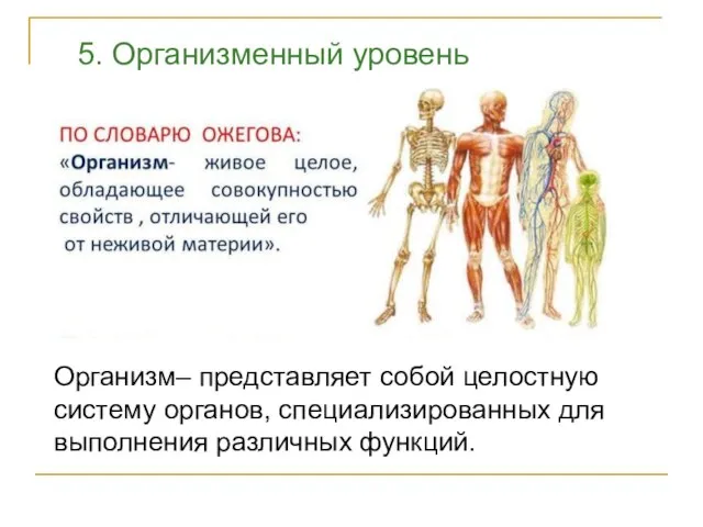 5. Организменный уровень Организм– представляет собой целостную систему органов, специализированных для выполнения различных функций.